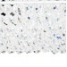 Настенный светильник Monile Osgona 5*40W E14 хром 704654